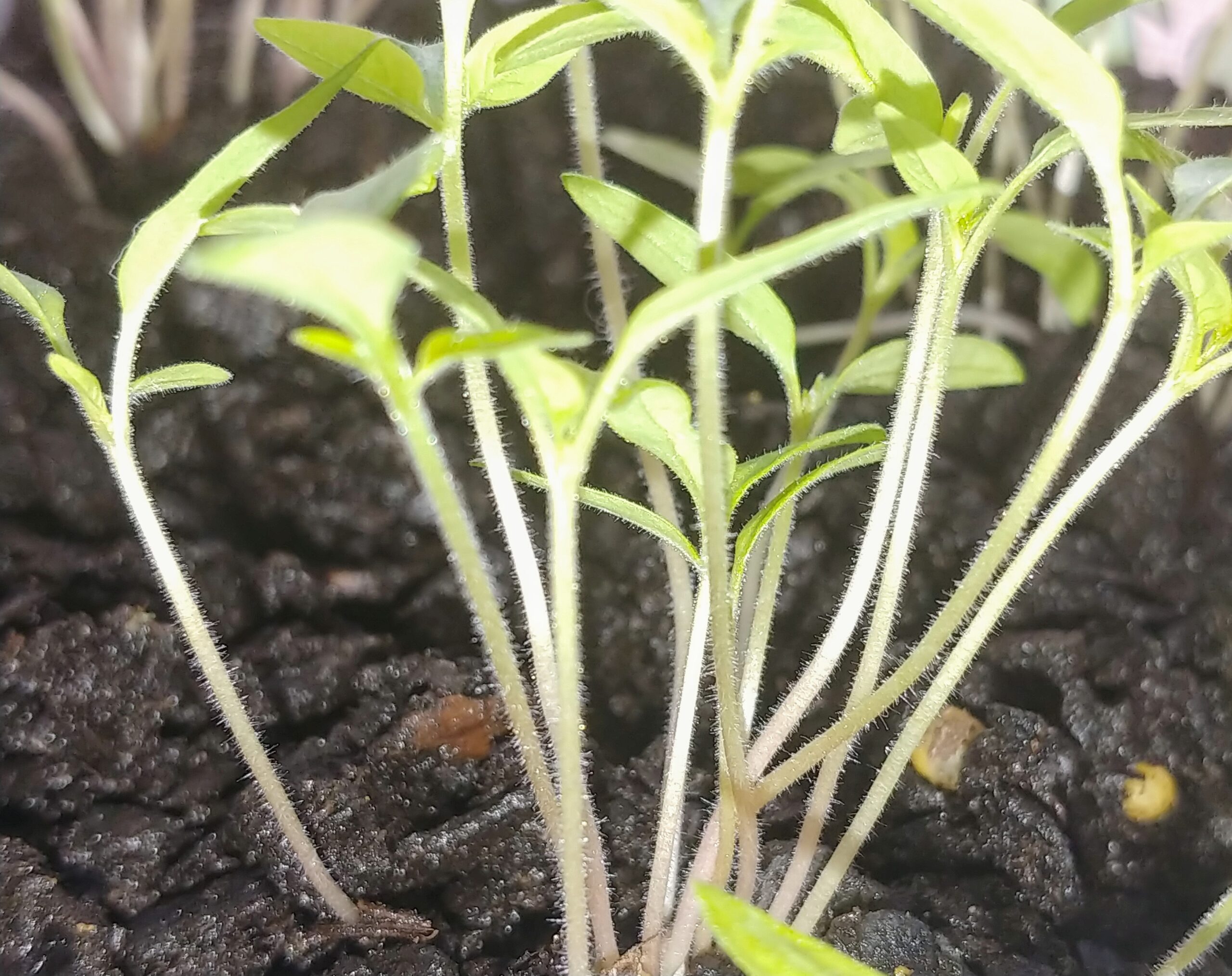 Leggy Tomato Plant