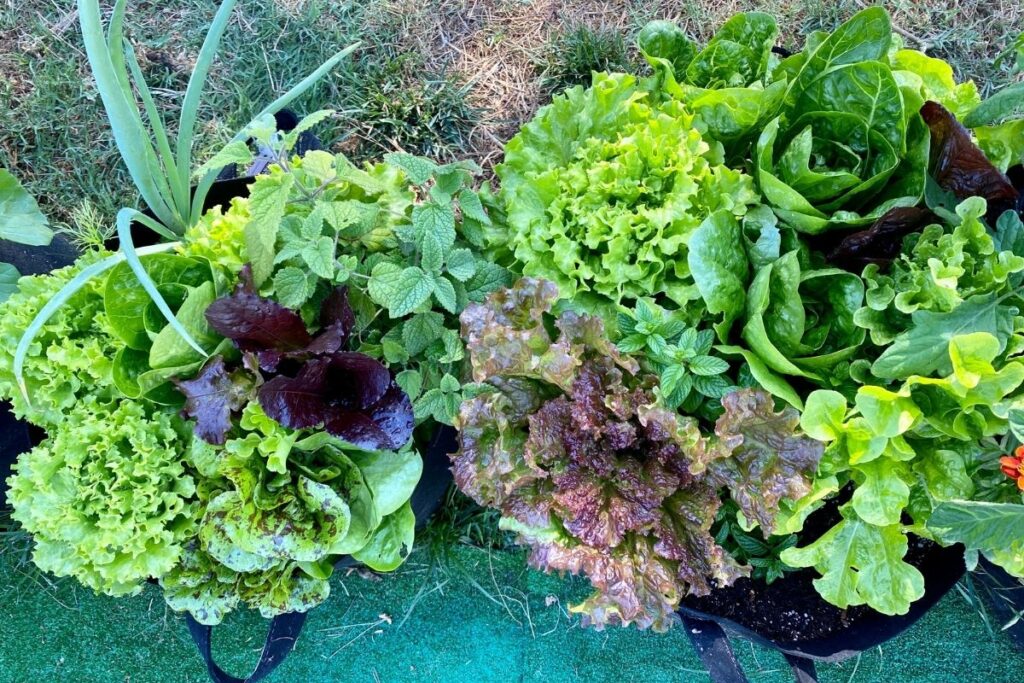 jeanas lettuce container garden - Easiest Way to Grow Romaine Lettuce At Home