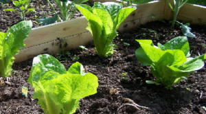 Growing Romaine Lettuce