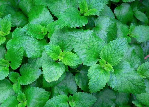 best herbs to grow indoors
