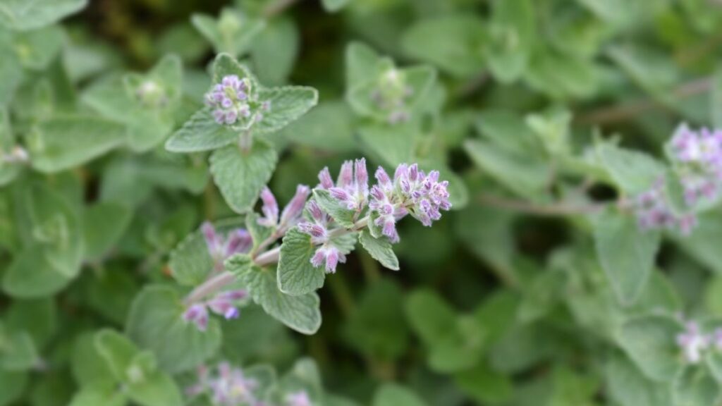Catnip plant - Most Effective Mosquito Repelling Plants