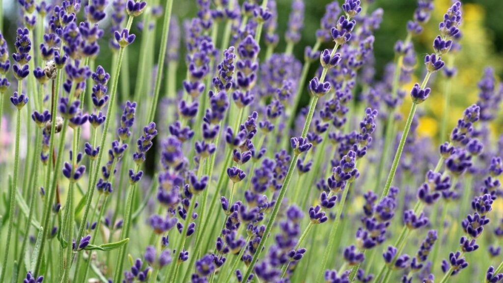 English Lavender - Most Effective Mosquito Repelling Plants