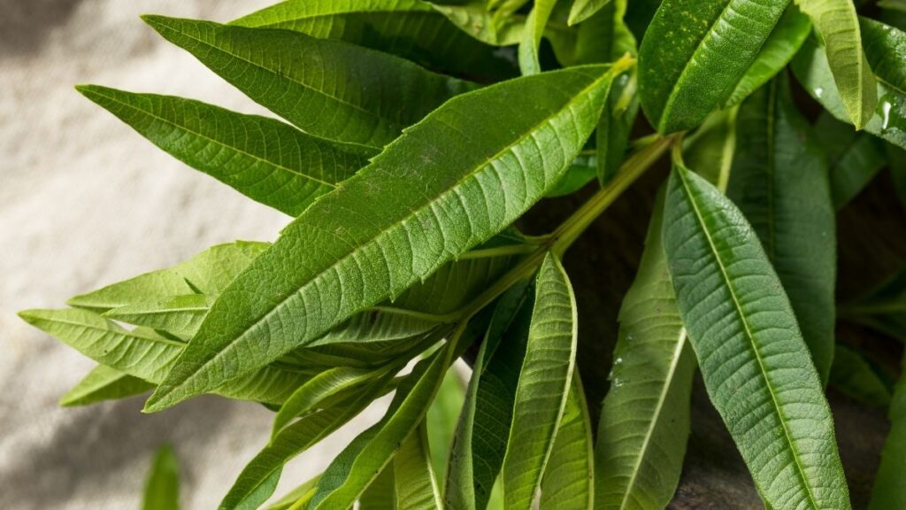 Lemon Verbena - Most Effective Mosquito Repelling Plants
