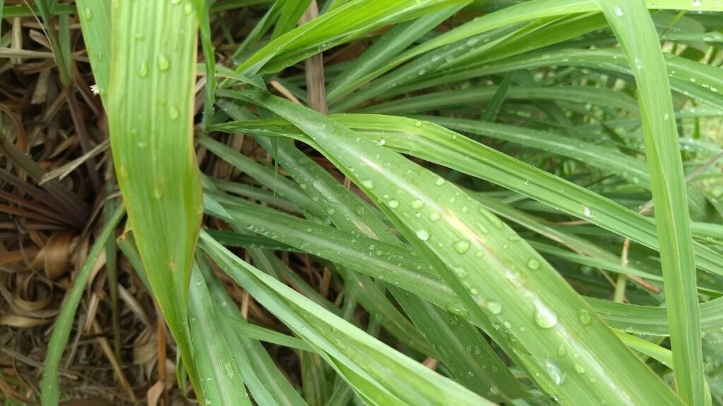 Real citronella grass - Most Effective Mosquito Repelling Plants