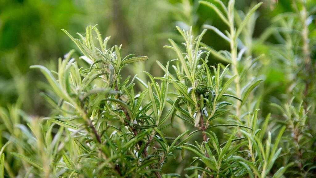Rosemary - Most Effective Mosquito Repelling Plants