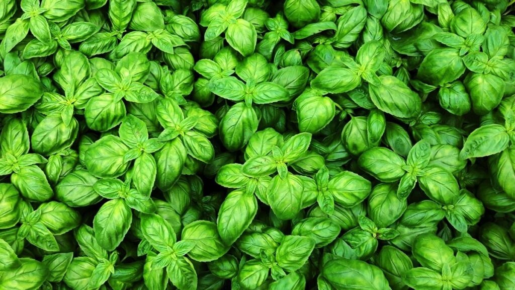 Sweet basil plants - Most Effective Mosquito Repelling Plants