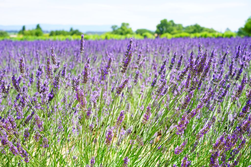 Growing and caring for Lavender Plants