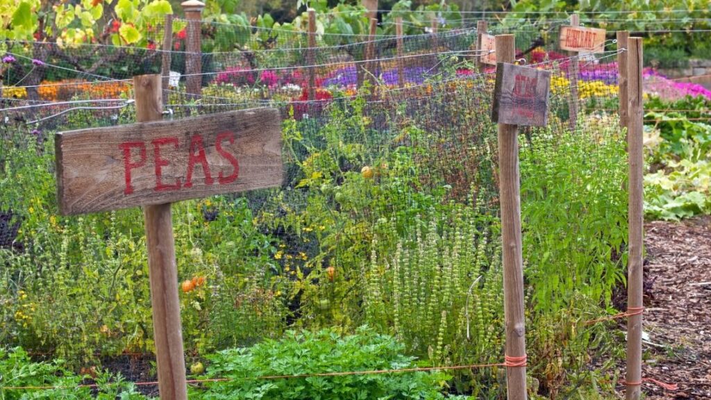 best vegetables to plant in a fall garden - Best Plants to Grow in a Fall Garden