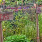 best vegetables to plant in a fall garden - Best Plants to Grow in a Fall Garden