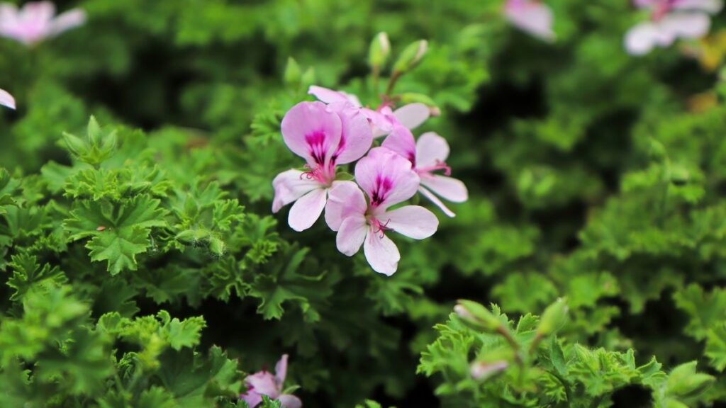 fake citronella plant with pink flowers - Most Effective Mosquito Repelling Plants