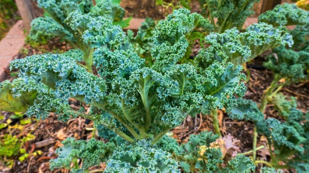 fall garden kale - Best Plants to Grow in a Fall Garden