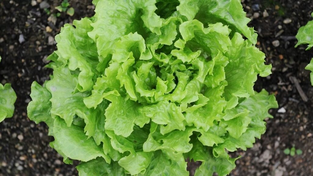 fall garden leaf lettuce - Best Plants to Grow in a Fall Garden
