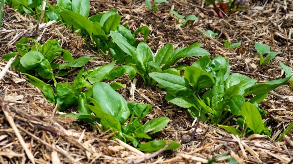 fall garden spinach - Best Plants to Grow in a Fall Garden