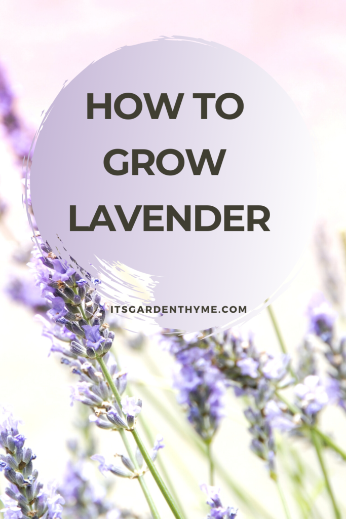 how to grow lavender image