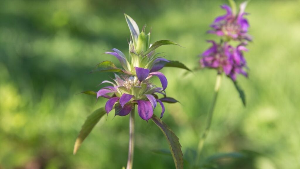 horsemint or beebalm plant - Most Effective Mosquito Repelling Plants
