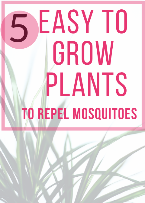 - Most Effective Mosquito Repelling Plants