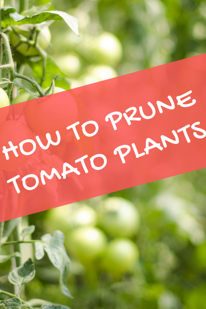 Prune Tomato Plants - How to Prune Tomato Plants [Everything you need to know]