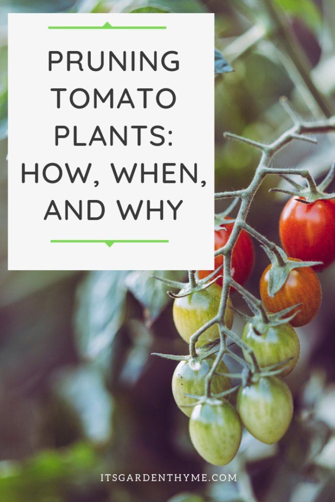 Pruning Tomato Plants How When and Why - How to Prune Tomato Plants [Everything you need to know]