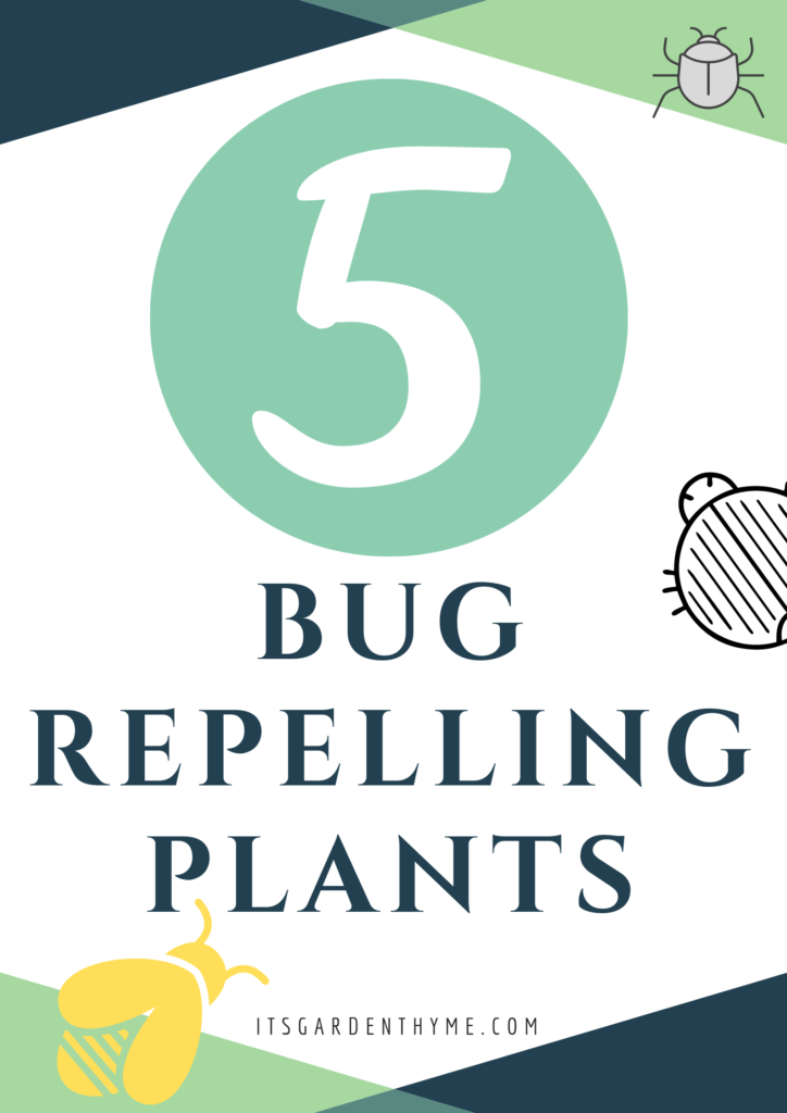 Repel bugswith these Plants - Most Effective Mosquito Repelling Plants