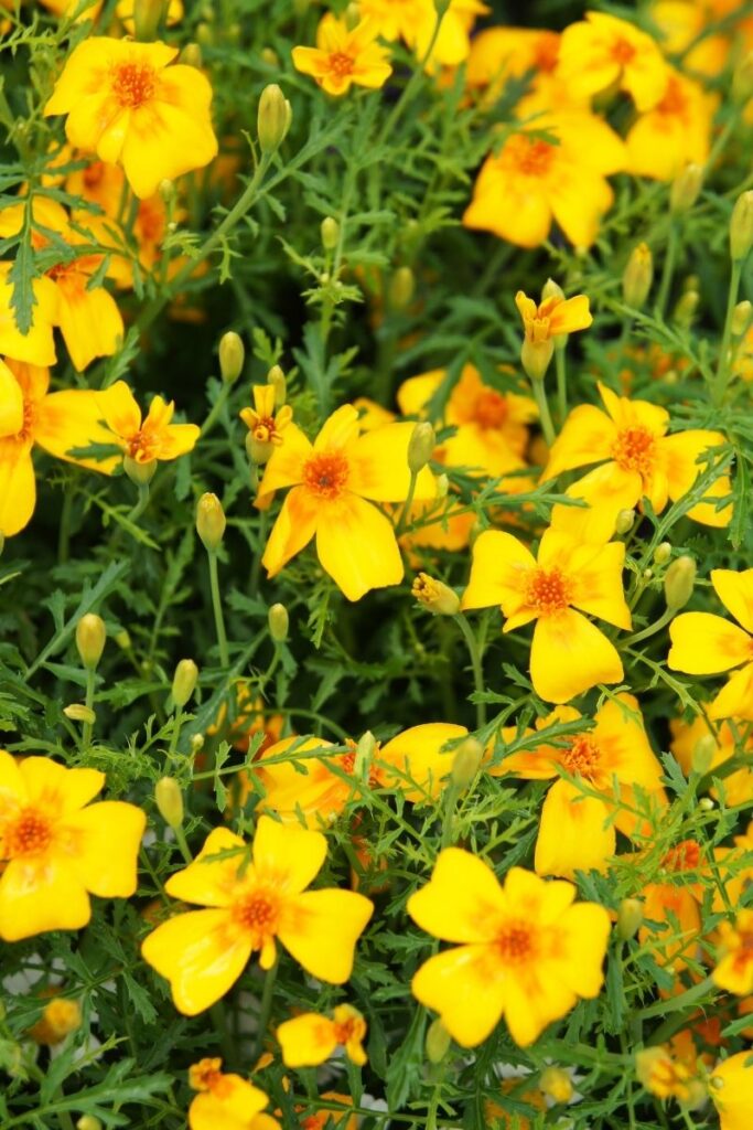 Signet Marigold - Benefits of Growing Marigolds