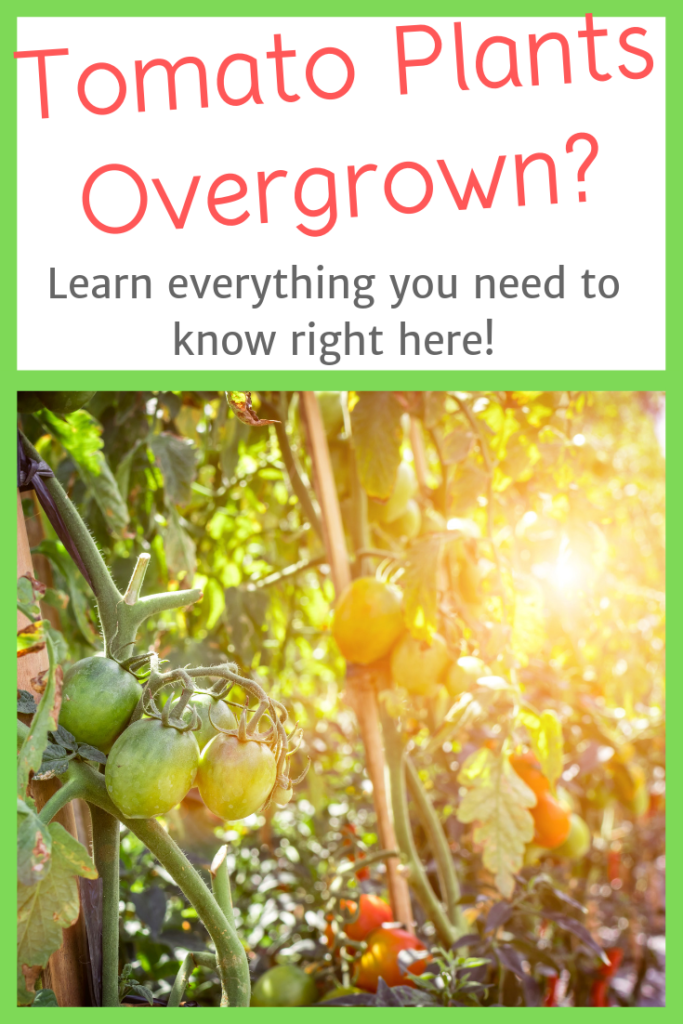 Tomatoes Overgrown - How to Prune Tomato Plants [Everything you need to know]