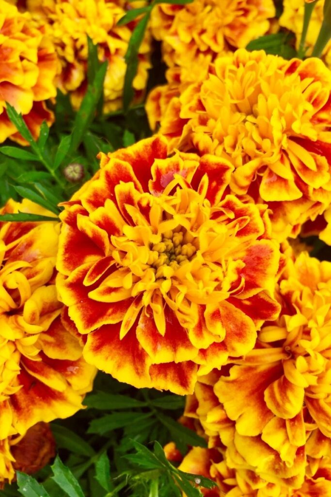 african marigold - Benefits of Growing Marigolds