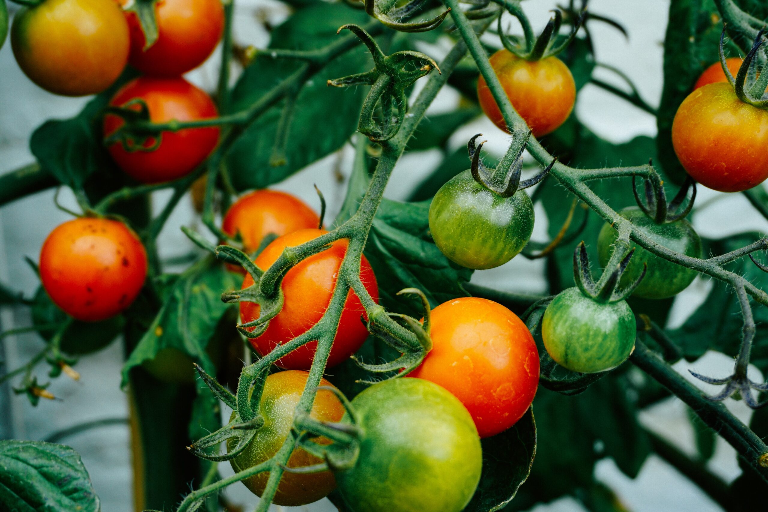 Pruning Tomato Plants
