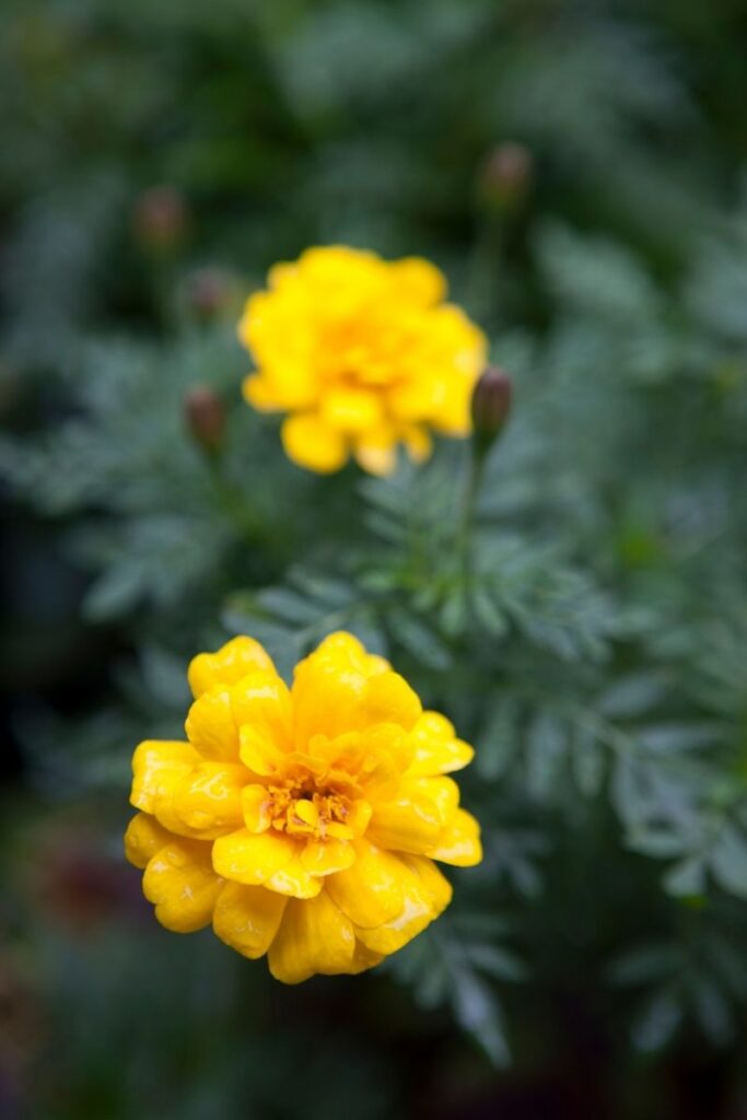 french marigold - Benefits of Growing Marigolds