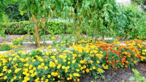 marigold companion planting - Benefits of Growing Marigolds