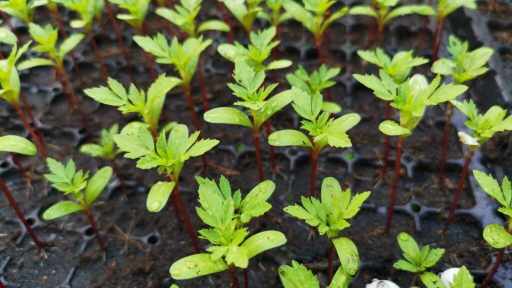 marigold seedlings - Benefits of Growing Marigolds