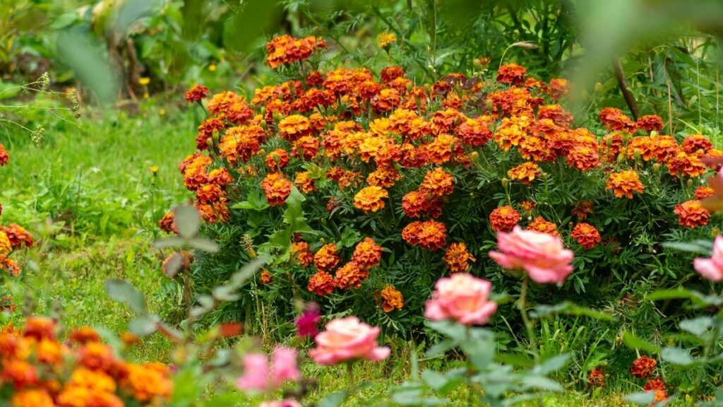 red and orange marigold - Benefits of Growing Marigolds