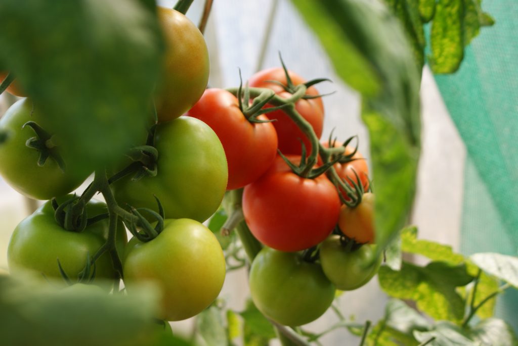 a mix of ripe and unripe tomatoes growing on a plant