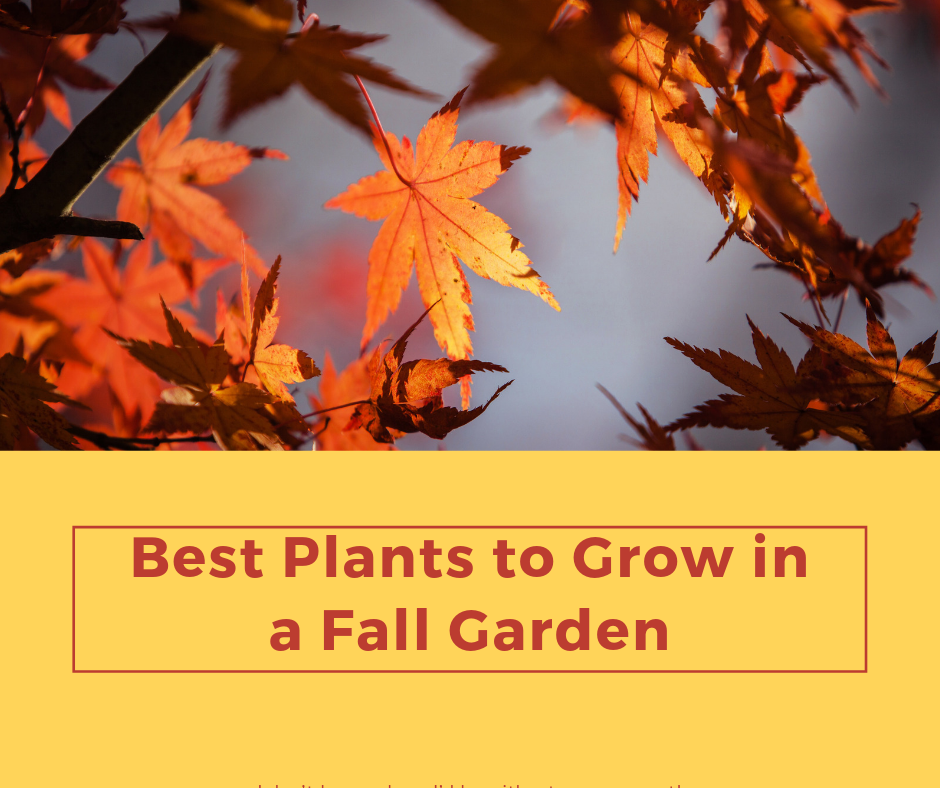 Best Plants to Grow in a Fall Garden - Best Plants to Grow in a Fall Garden