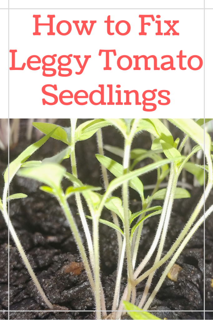 Having trouble growing your tomatoes from seeds? Here are the 3 biggest issues for leggy and spindly tomato plants and exactly how to fix them!