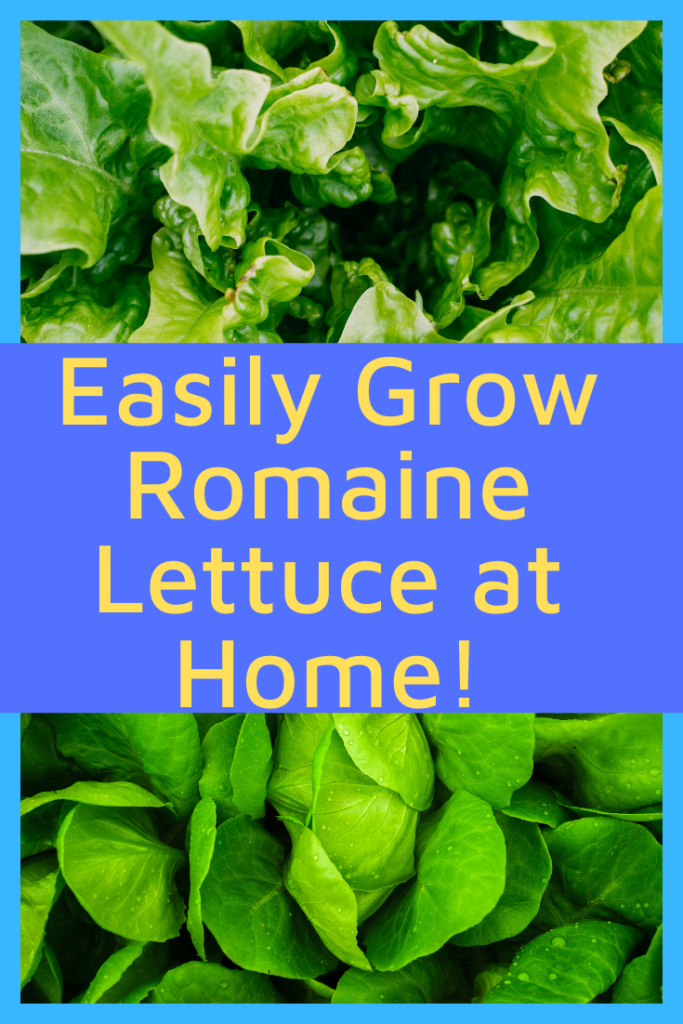 Grow Romaine Lettuce at Home - Easiest Way to Grow Romaine Lettuce At Home