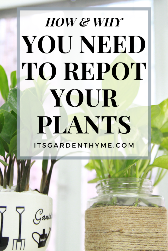 How and Why You Need to Re Pot Herbs - Why You Need to Re-Pot Plants and Herbs