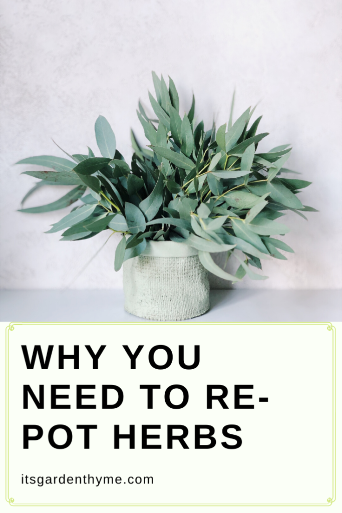 Why You Need to Re Pot Herbs - Why You Need to Re-Pot Plants and Herbs