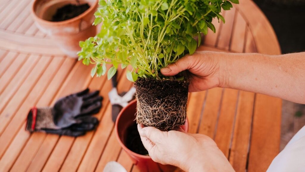 depotting a houseplant - Why You Need to Re-Pot Plants and Herbs