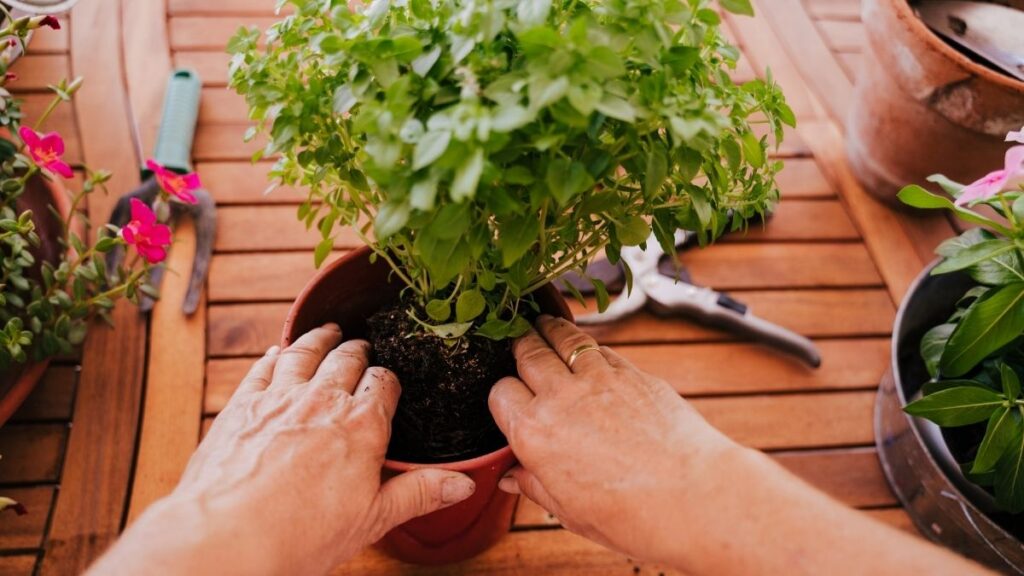 hands repotting a plant 2 - Why You Need to Re-Pot Plants and Herbs