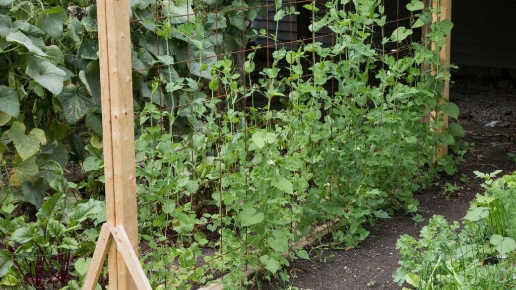pea plants on a vertical garden trellis - Benefits of Vertical Gardening
