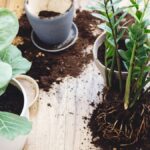 potted plants 1 - Why You Need to Re-Pot Plants and Herbs