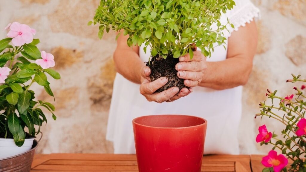repotting an herb into a bigger pot - Why You Need to Re-Pot Plants and Herbs