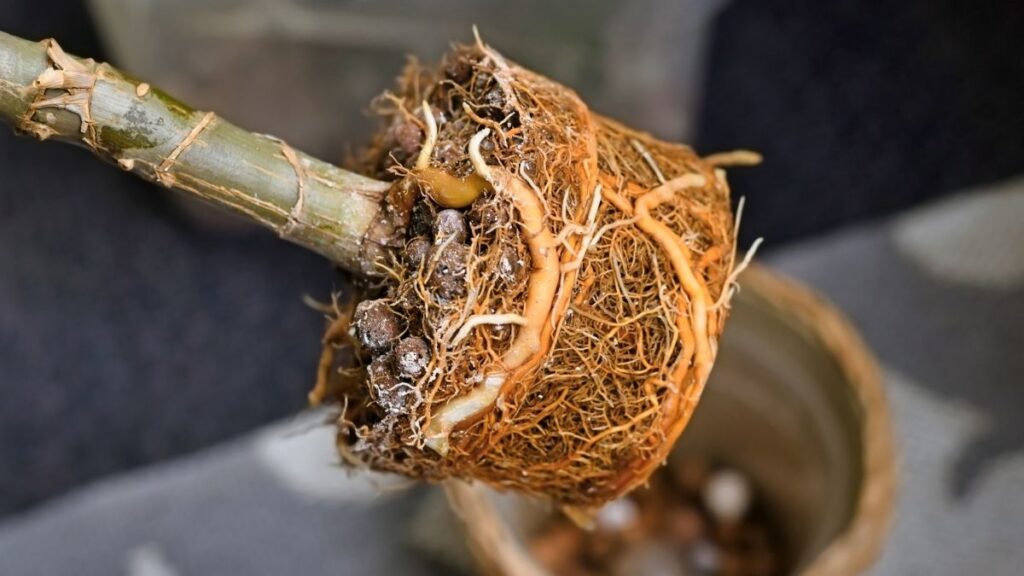 rootbound plant needs repotting - Why You Need to Re-Pot Plants and Herbs