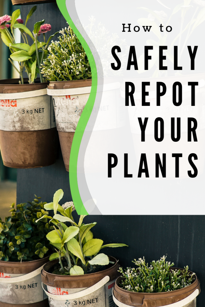 safely repot your plants - Why You Need to Re-Pot Plants and Herbs