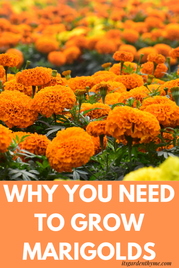 Information and tips on how to grow marigolds and benefit from their amazing qualities.
