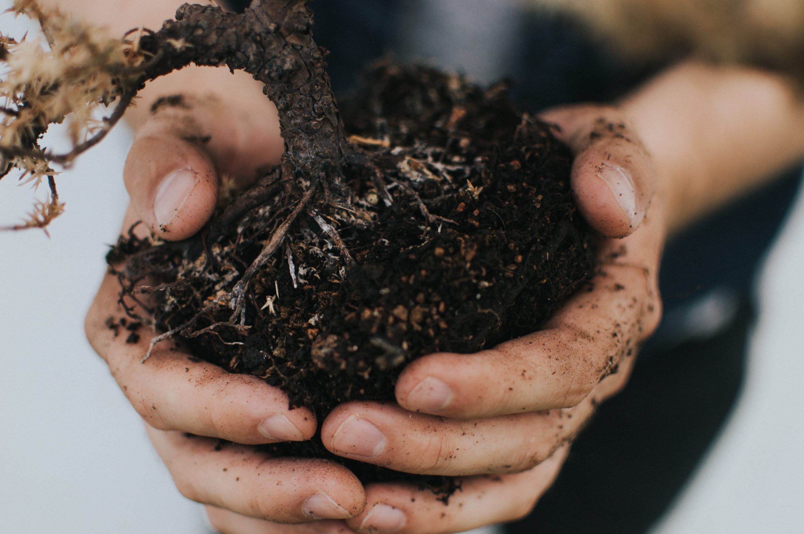 Best Types of Soil for Gardening
