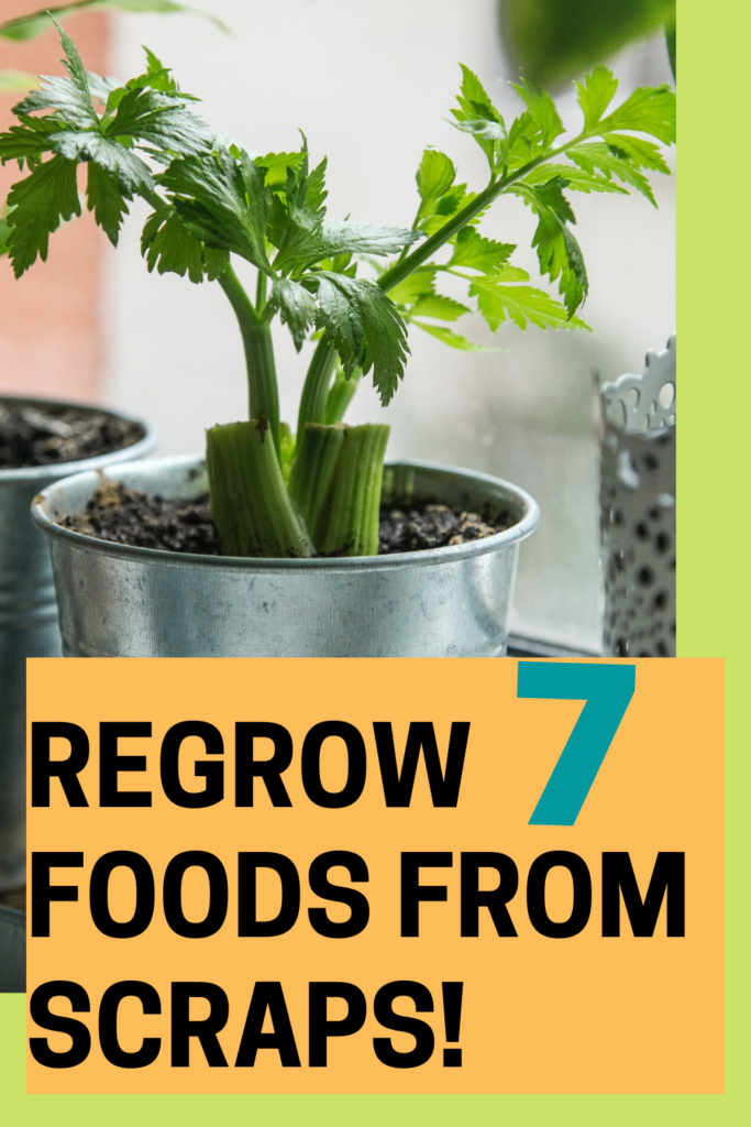 Food you can grow from scraps