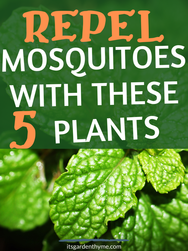 plants - Most Effective Mosquito Repelling Plants