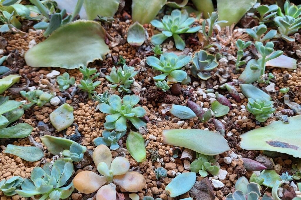 baby succulents growing - How to Propagate Succulent Plants