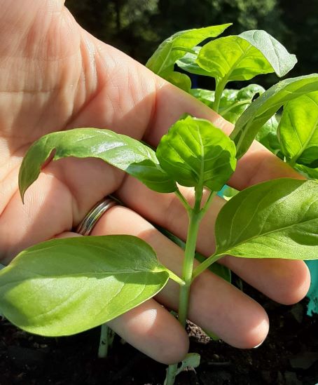a hand selecting which stem on a basil plant that will be trimmed